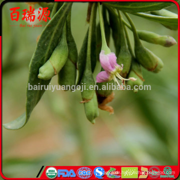 Online-Shopping Goji Beere schlank Goji Beere Himalaya Goji Beere Anti-Alter